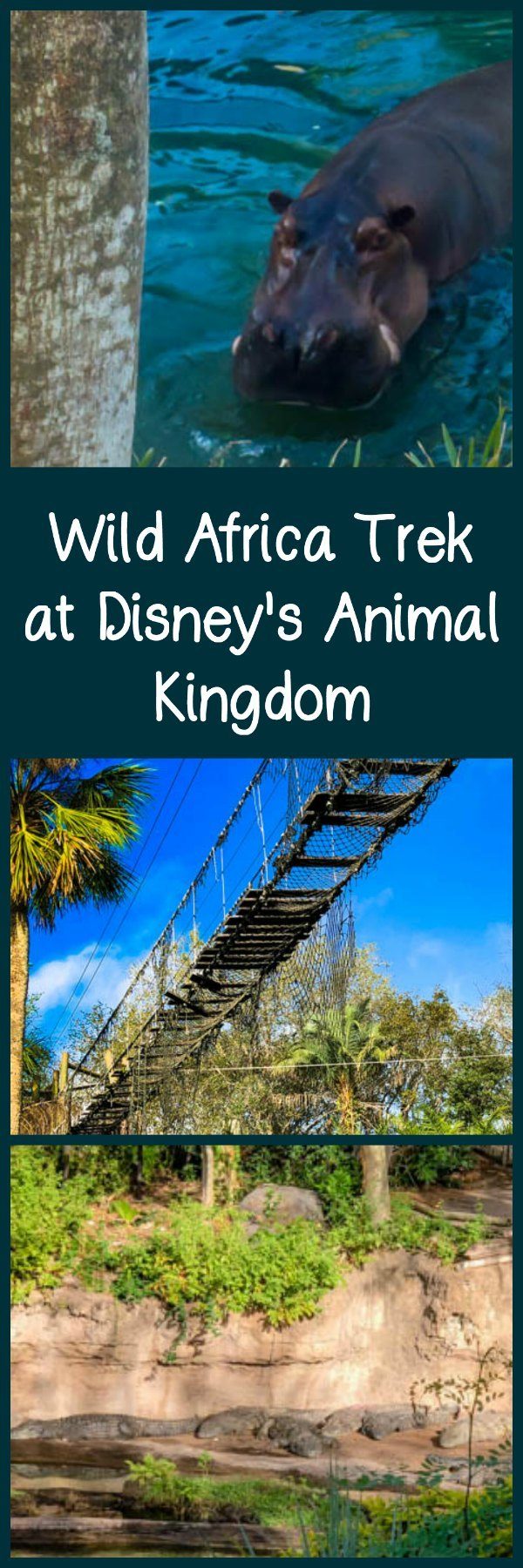 Wild Africa Trek at Disney's Animal Kingdom - Family Travel Magazine