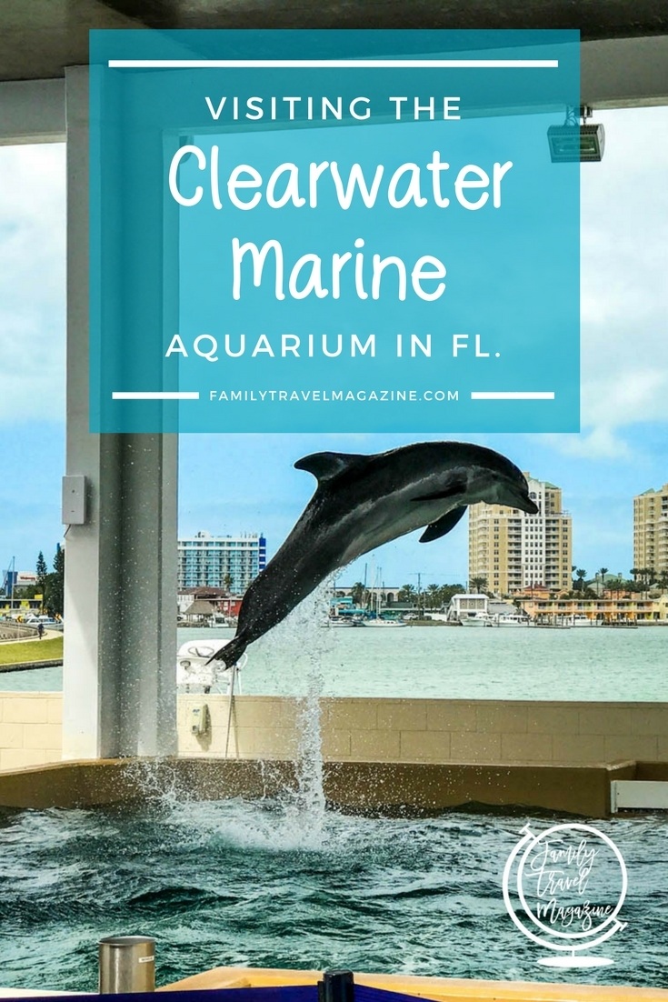 Visiting the Clearwater Marine Aquarium - Family Travel Magazine