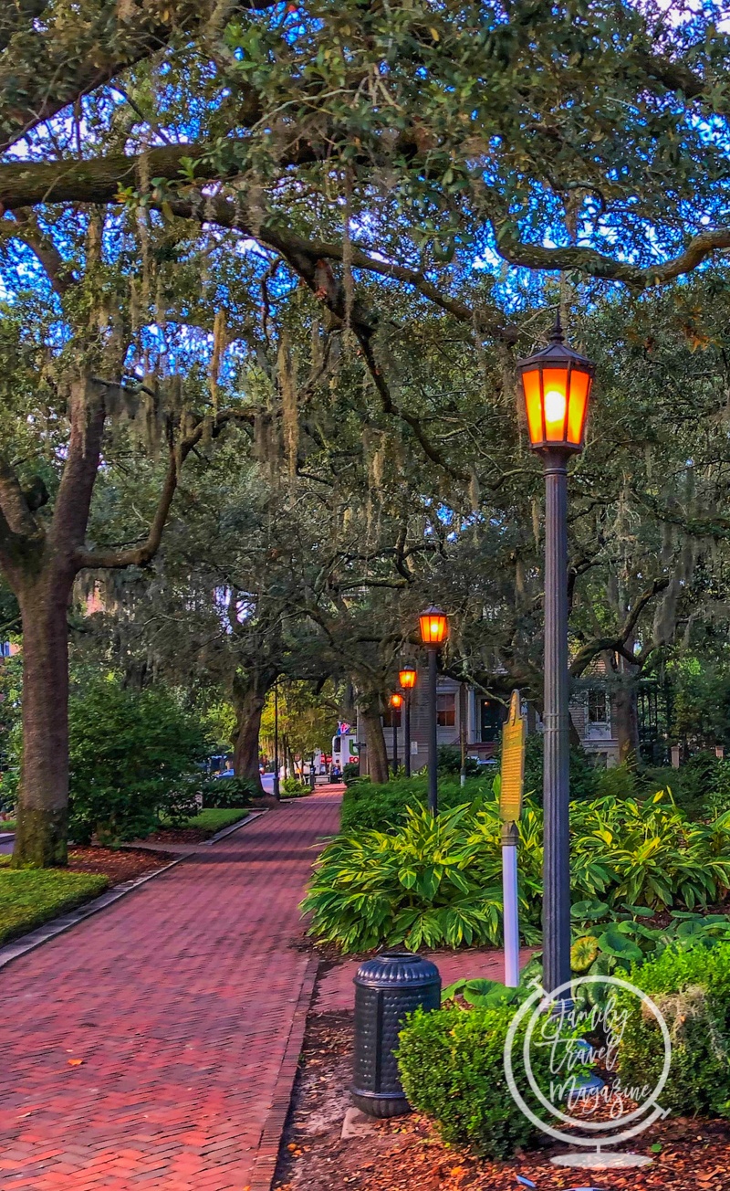 Trees along a Savannah street