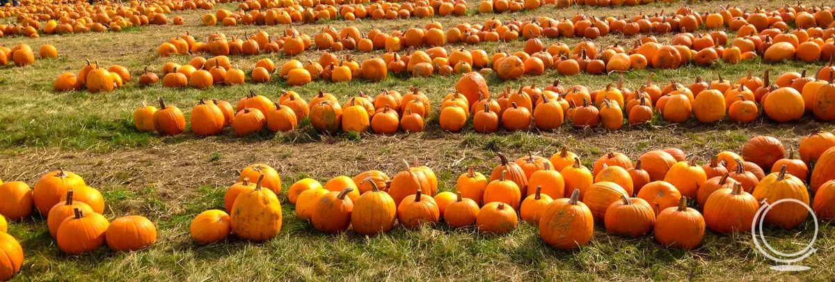 Pumpkins to pick