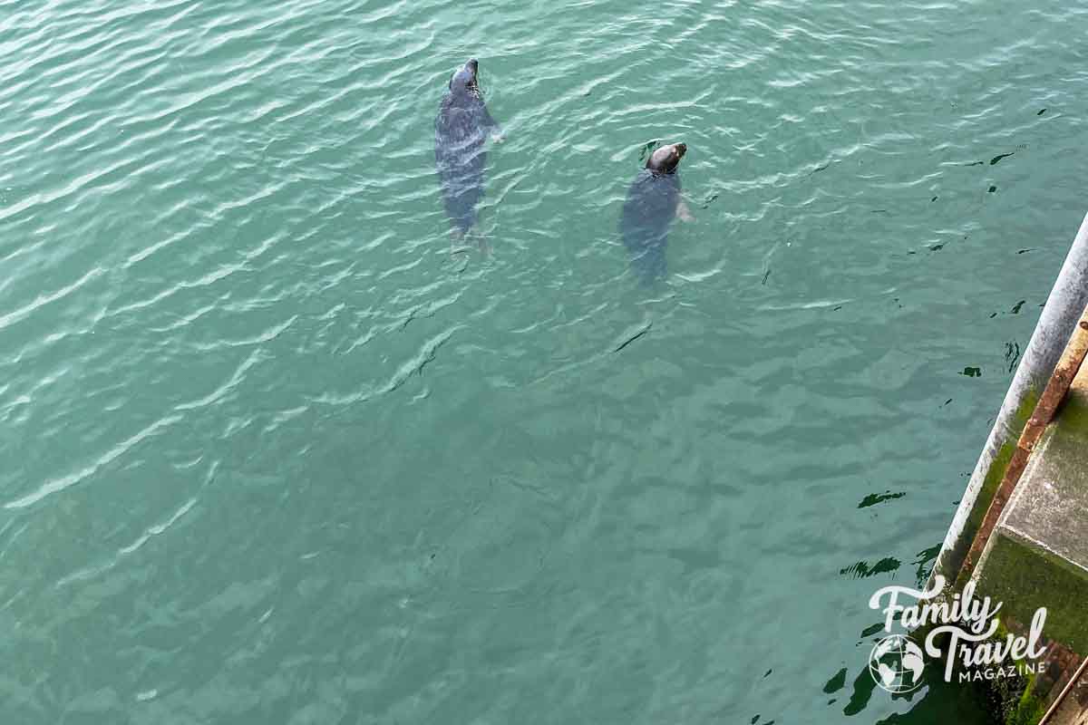 Seals in the water