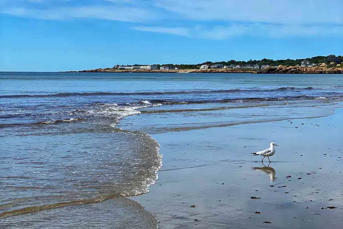 Seagull along waterfront