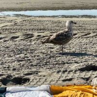 Seagull in sand in front of blanket