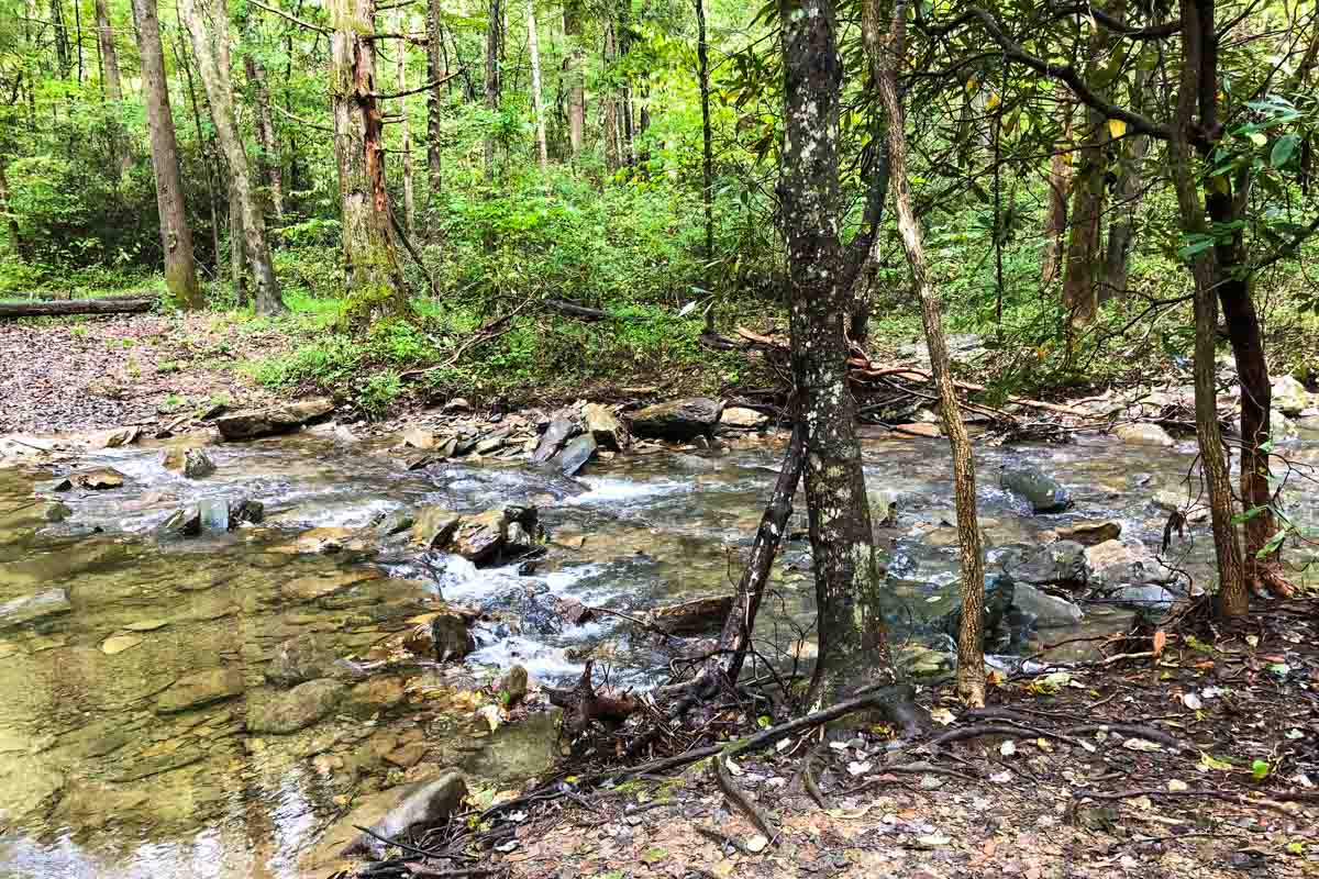 Small creek in a forest