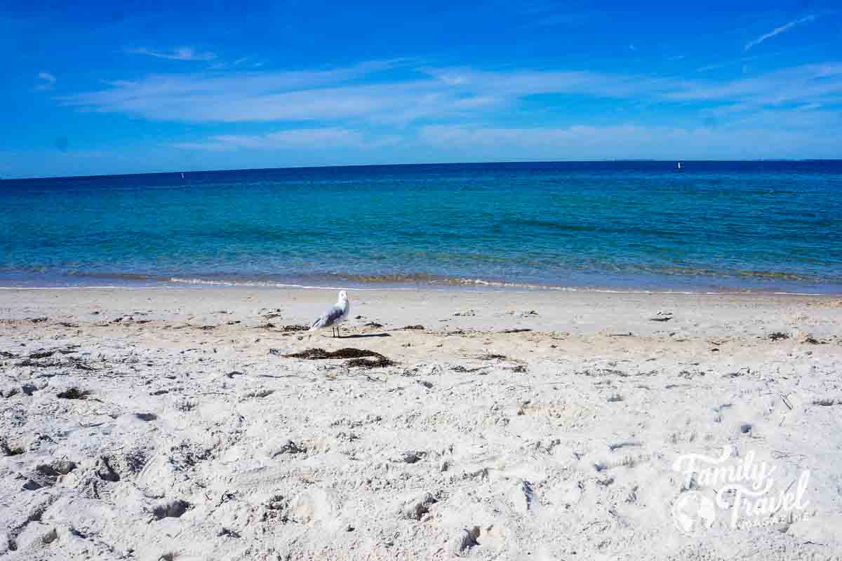 Seagull on the beach 