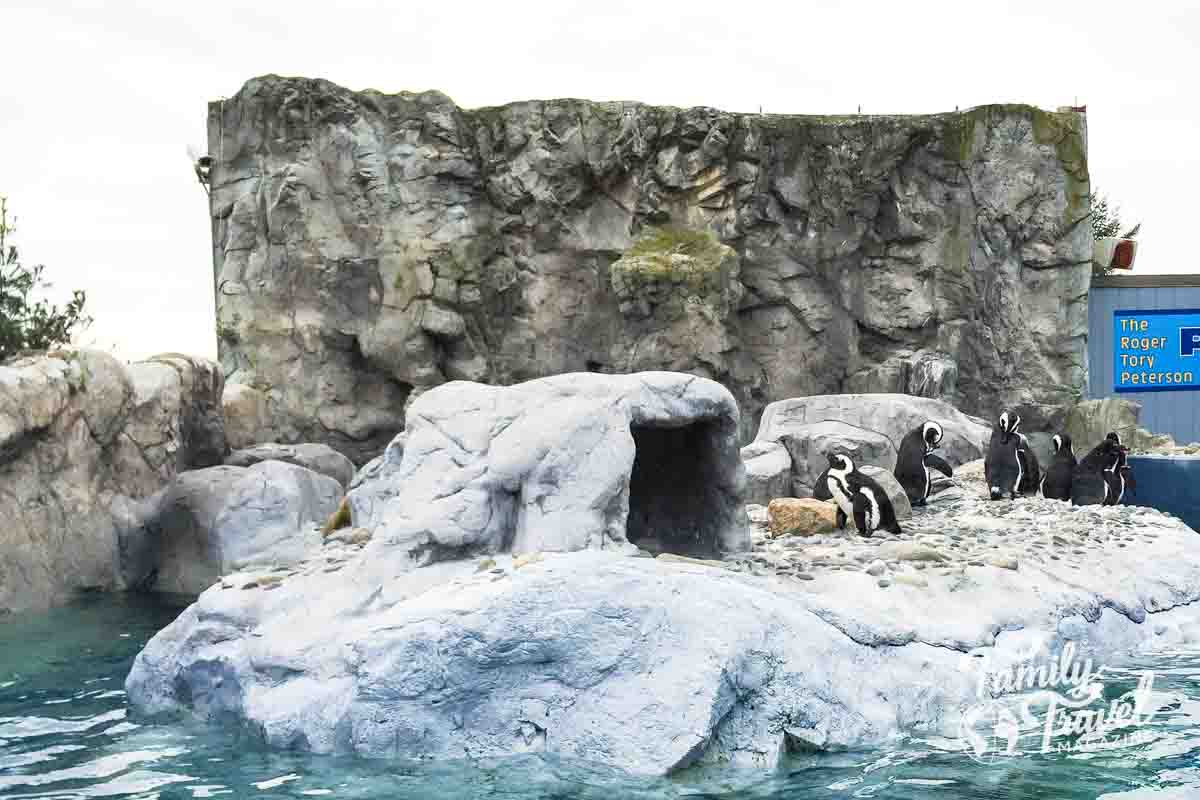 Penguins in enclosure