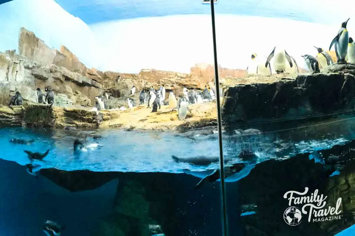 Penguins in habitat