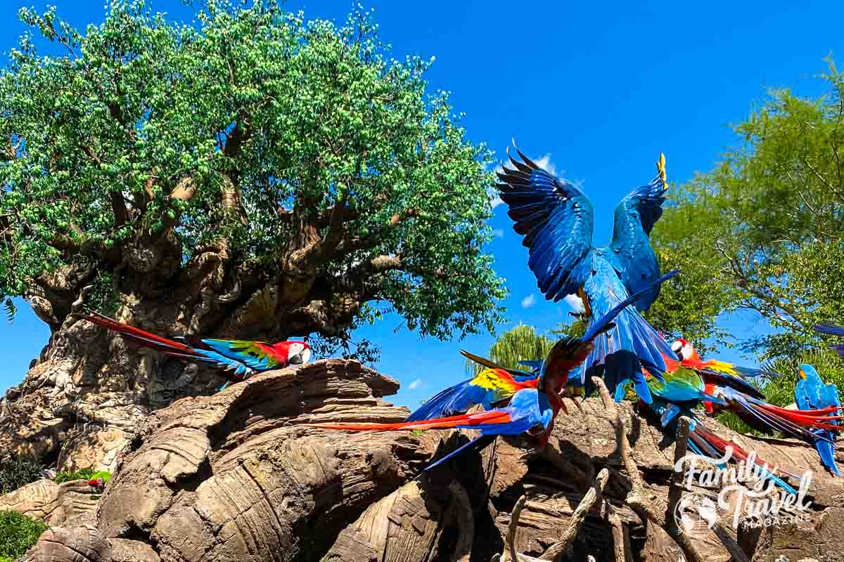 Colorful birds on a rock near the Tree of Life at Animal Kingdom. 