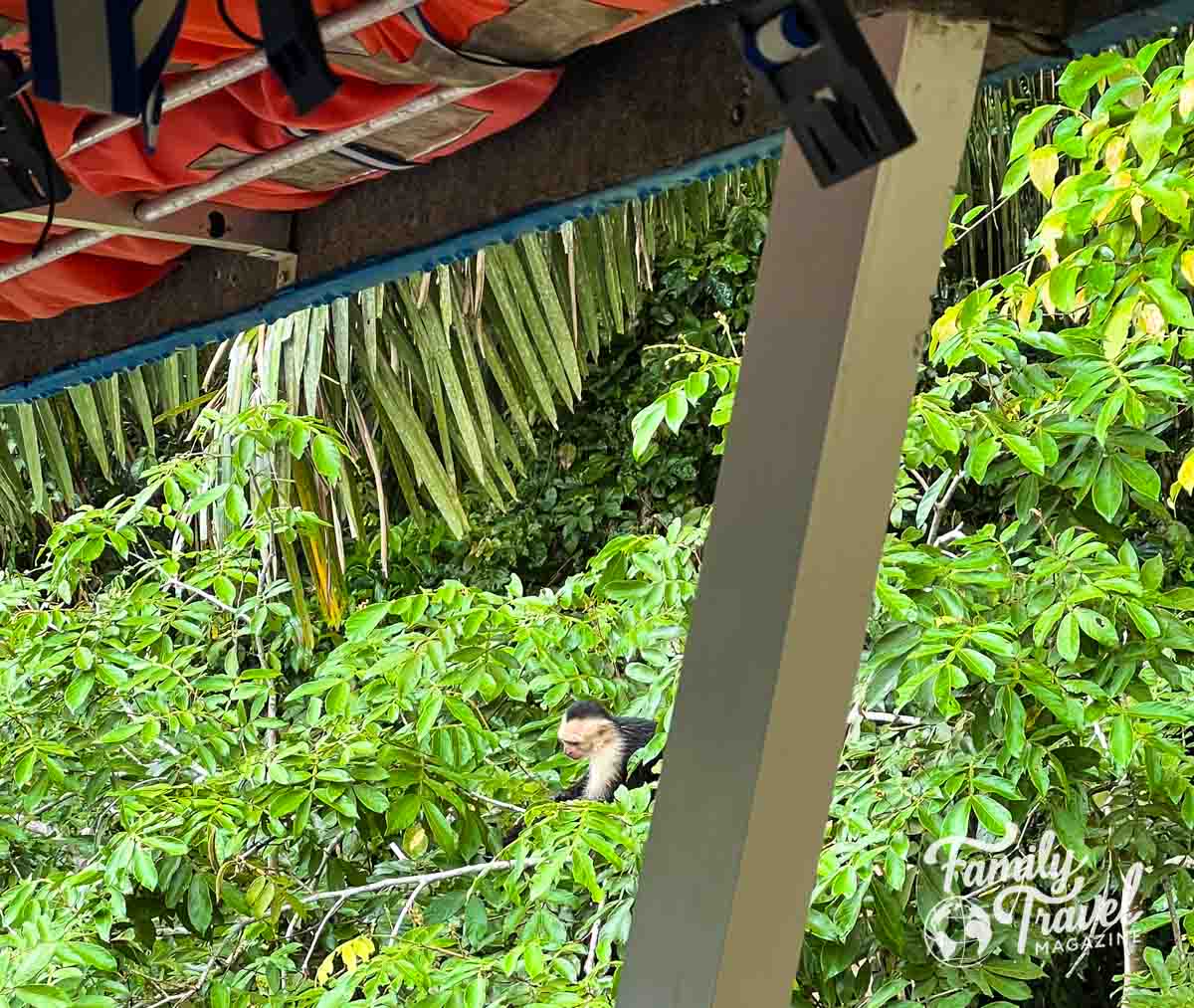 view of capuchin monkey in tree from a boat