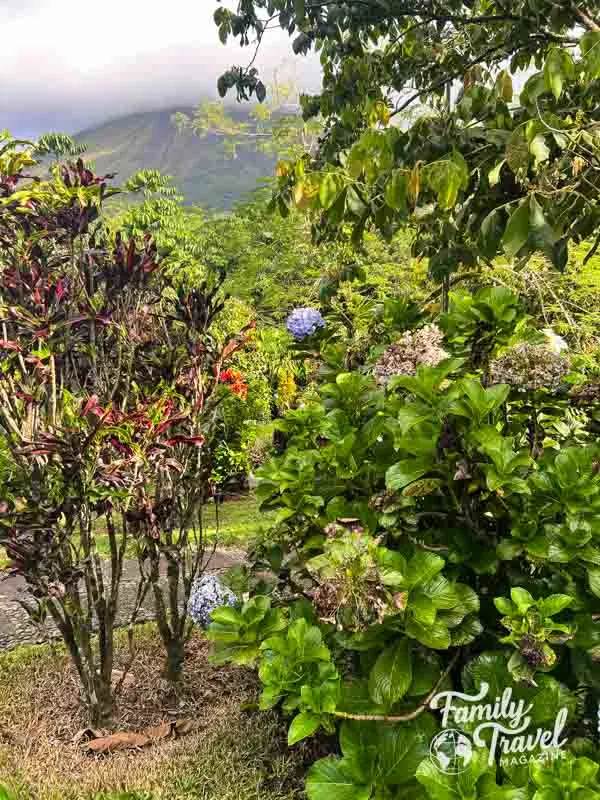 Greenery in front of volcano