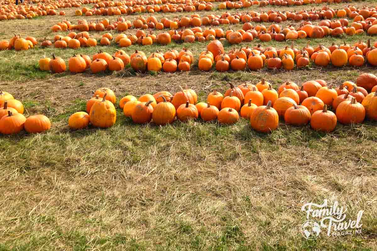 Pumpkins in a field