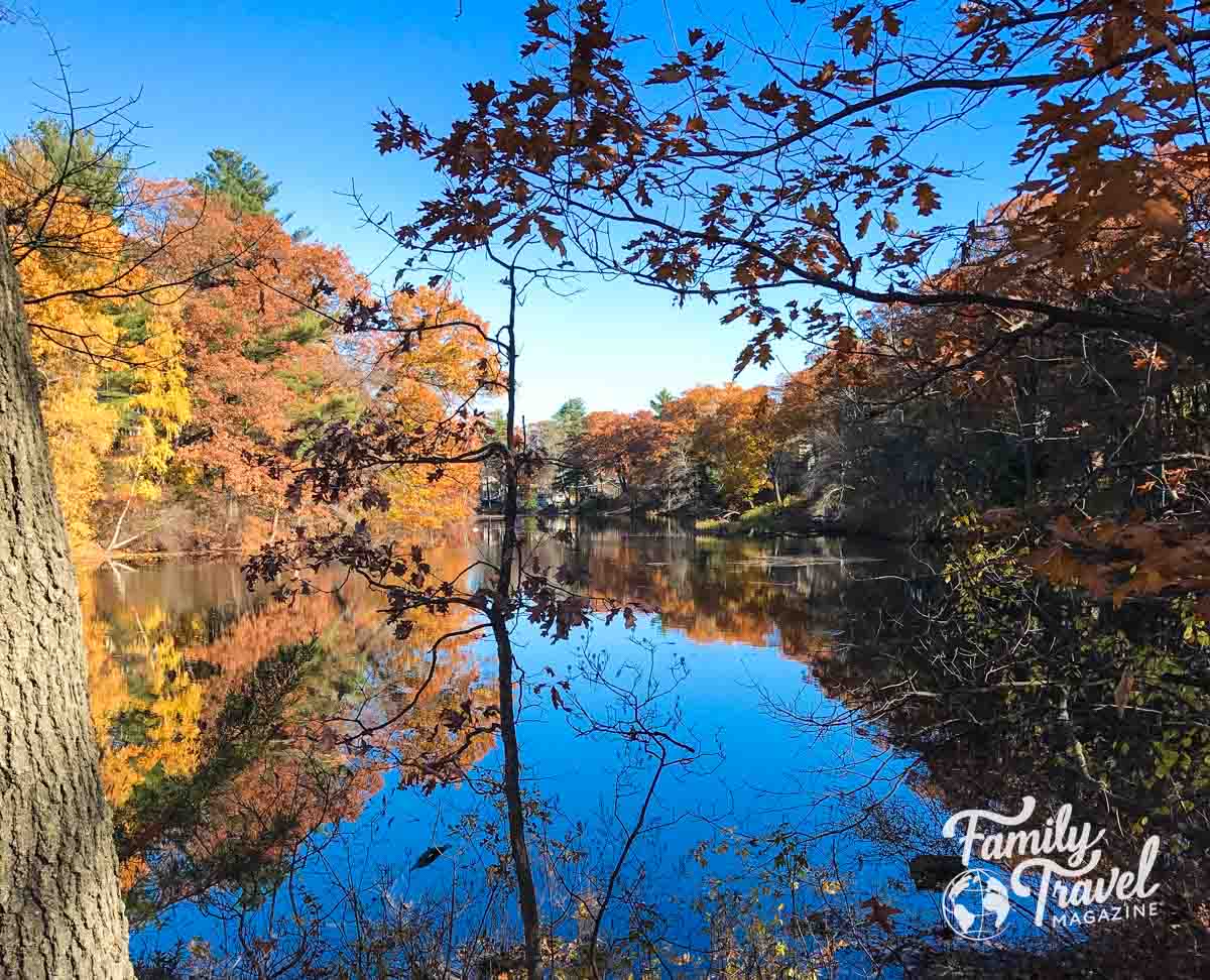 Fall foliage surrounded by a pond