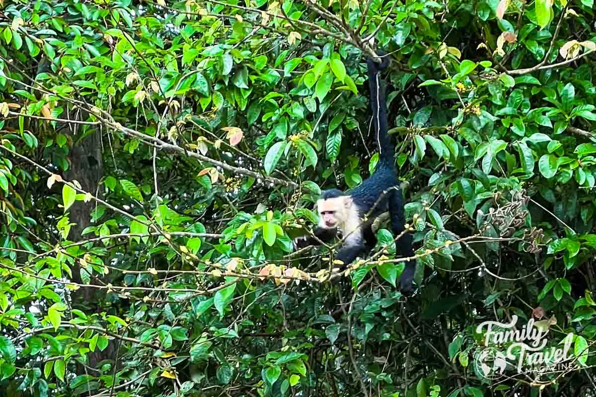 Capuchin monkey in tree