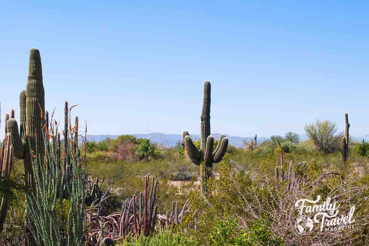 Desert with cacti