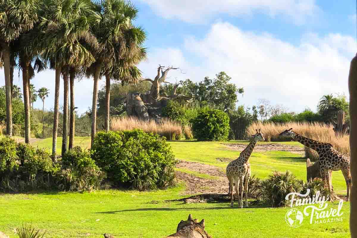 Giraffes in savanna