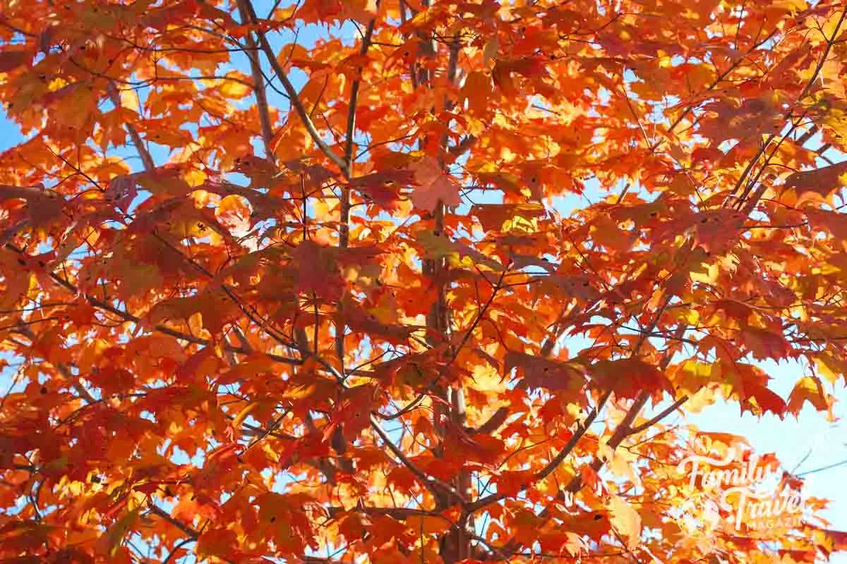 Orange leaves on tree