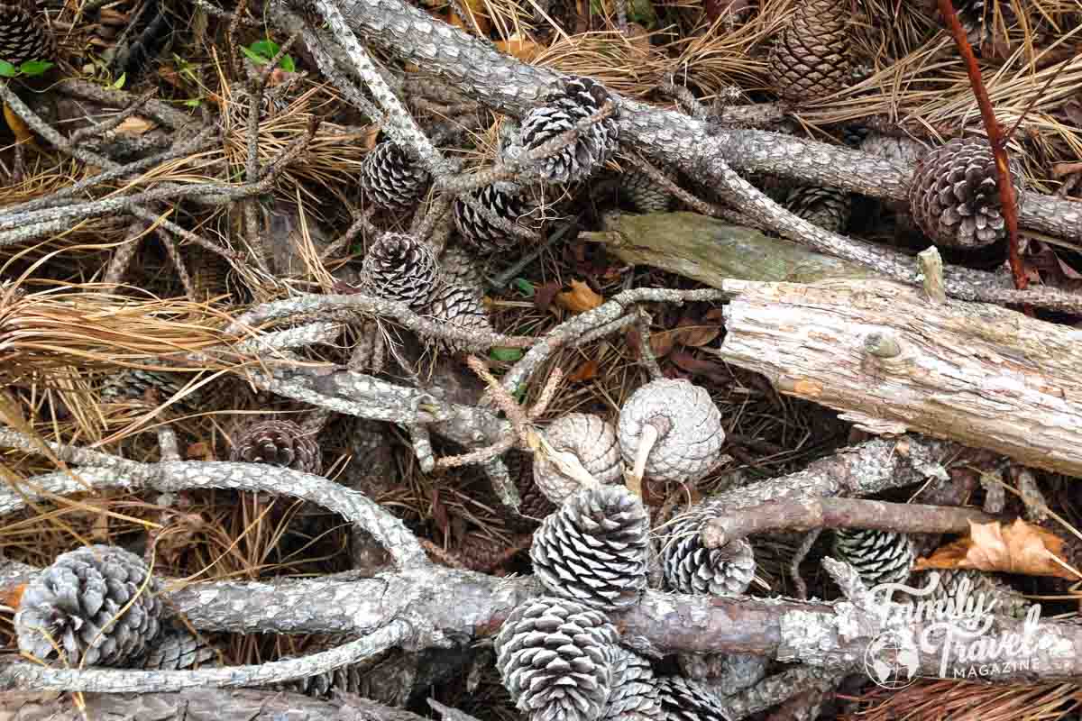 Pinecones and sticks on the ground